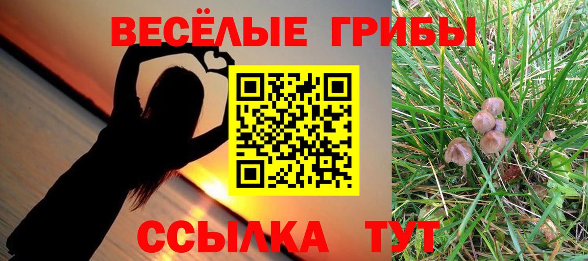 Галлюциногенные грибы Psilocybe Малгобек